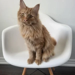 Millie- Male