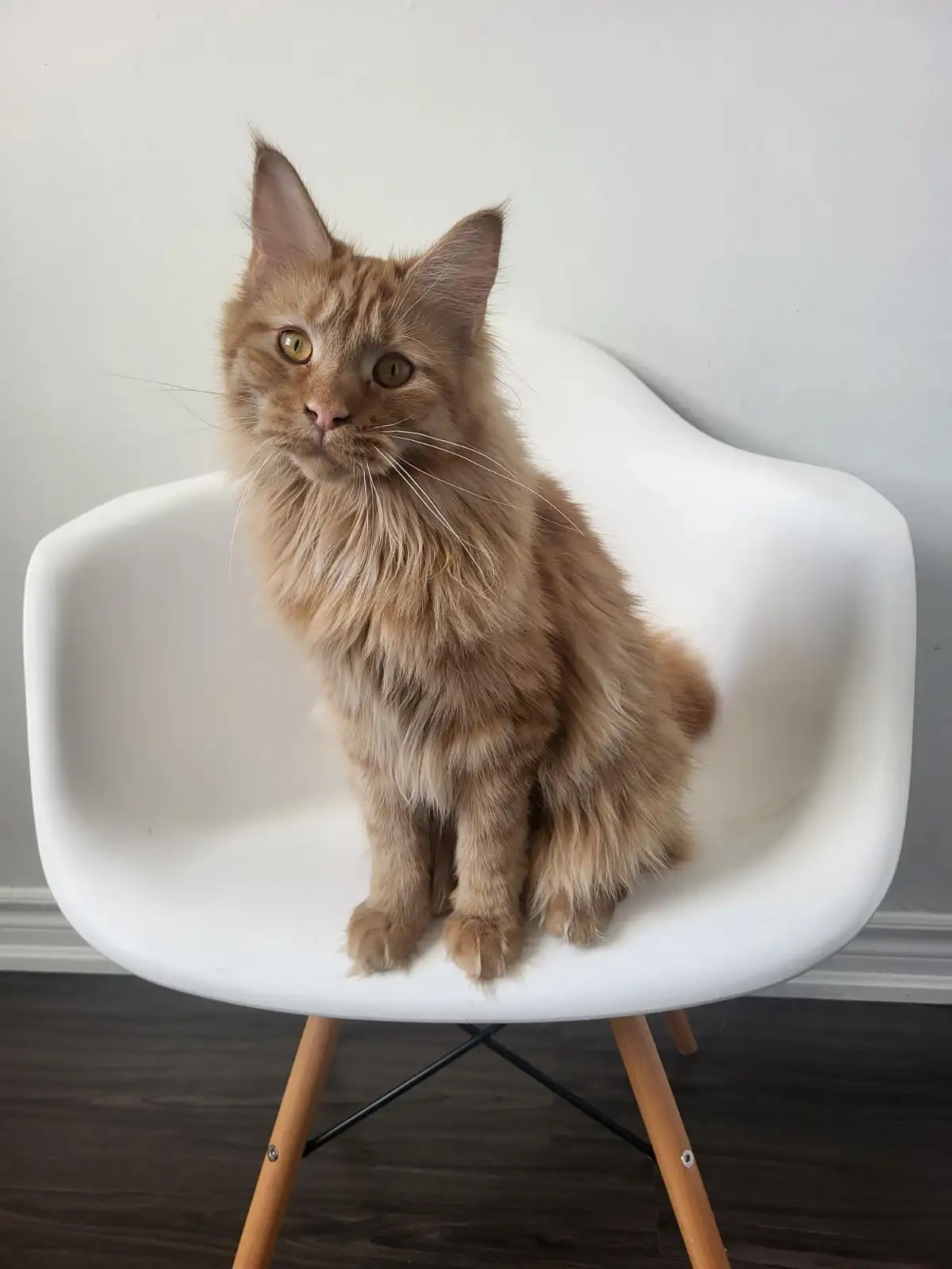 Millie- Male
