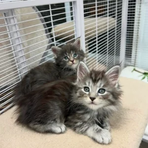 Teddy & Luna