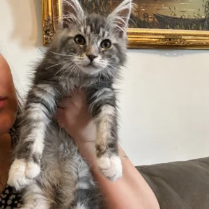 Lizzy –Female