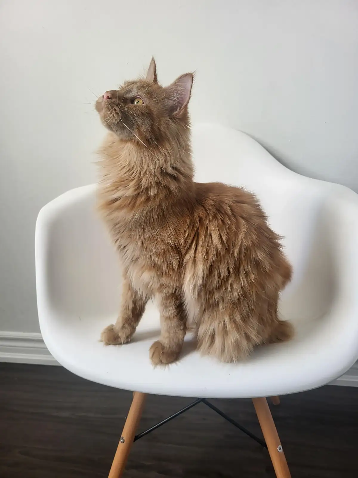 Millie- Male - Image 2